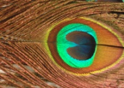 Глазковые перья павлина Wapsi Peacock Eyes Orange