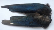 Крылья сороки Veniard Magpie Wings Natural