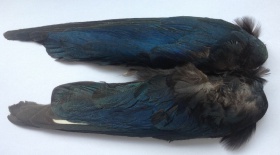   Veniard Magpie Wings Natural
