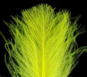   Wapsi CDC Super Select (~50) Fluo Yellow