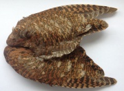 Крылья вальдшнепа парные Veniard Woodcock Whole Wings Natural