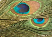 Глазковые перья павлина Wapsi Peacock Eyes Natural