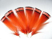 Перья фазана шейные Veniard Golden Pheasant Tippets Medium Dyed Orange
