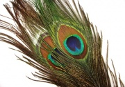 Глазковые перья павлина Metz Peacock Eyes Natural