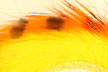 Кроличьи полоски Hareline Tiger Barred Rabbit Strips Orange/Black/Fl. Yellow Chartreuse