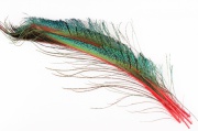 Мечевидные перья павлина Wapsi Peacock Swords Red