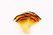 Перья золотого фазана Wapsi Golden Pheasant Medium Tippets