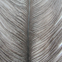   Wapsi Ostrich Plumes Natural Gray
