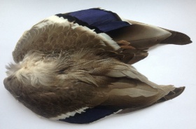   Veniard Mallard Duck Wings Natural