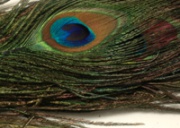 Глазковые перья павлина Wapsi Peacock Eyes Purple