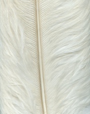   Wapsi Ostrich Herl White
