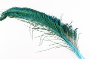 Мечевидные перья павлина Wapsi Peacock Swords Bright Green