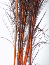 Мечевидные перья павлина Wapsi Peacock Swords Orange