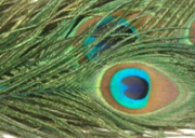 Глазковые перья павлина Wapsi Peacock Eyes Bright Green