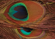 Глазковые перья павлина Wapsi Peacock Eyes Red