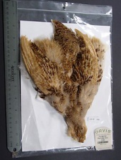 Шкура куропатки Orvis Hungarian Partridge Skin Natural